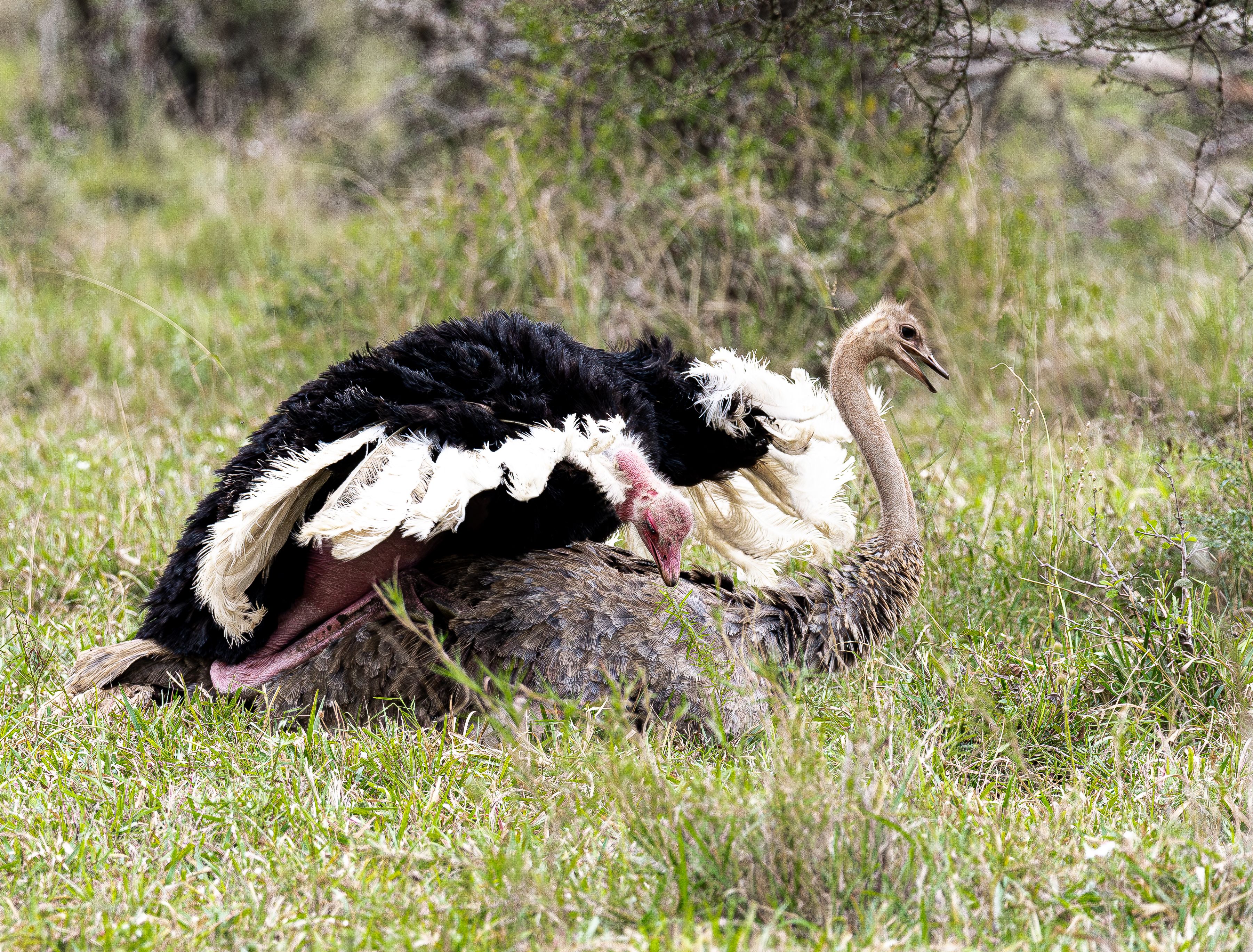 Ostrich in throes of mating
